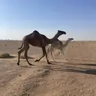 بكره صفراء حقه السوم 5200