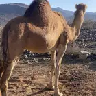 ناقه لحقه 3شهور مشروطه من جميع عيوب البل
