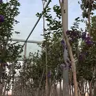 اشجار تمر حنا للبيع  (Lagerstroemia indica)