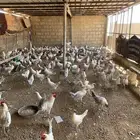 دجاج فيومي ألمنيوم