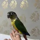 ببغاء كنيور اليف جدا