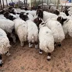 نعيم جبر تمايم ومتوفر تمارا 90 تقييم
