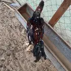 ديك باكستاني