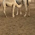 حشو قصب مقفله شحم وعلى حليب