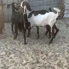 للبيع معزا شاميه ورفيديه والد