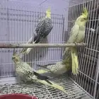 ازواج كروان