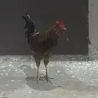 ديك بلدي أصيل