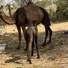 ناقه ساحليه خلفه للبيع