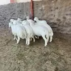 طليان جذعان