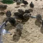 فري بلدي