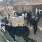 تيوس للبيع العدد 8 مخصيه