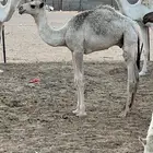 قعود على الهدب