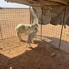 حريه خلفه
