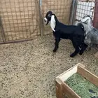 تيس وجفرة عارضي للبيع