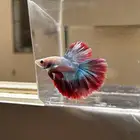 سمك فايتر الوان جميله و أشاكل رائعه مشاء الله