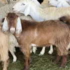 جذع عارضي مشروع فحل