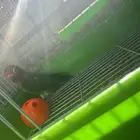 طائر فيشر للبيع