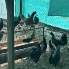 دجاج بلدي محايل عسير