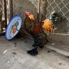 ديكين براهما