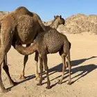 قعود خوار لباني علي حليب امه عمره حوالي 4 شهور بري