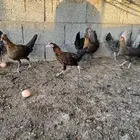 دجاج بلدي