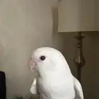 روز البينو