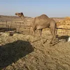 للبيع مهجنه مسحوبه بنتها