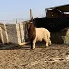 خروف نعيمي