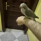 كويكر