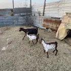 عنز بيشيه حد 3000