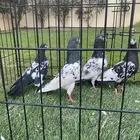 حمام باكستاني بيور دم صافي