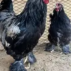 للبيع طقم براهما مستوى قوي