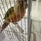 كنيور اناناس