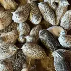 للبيع سمان اعمار شهر بدون اي محصنات الحمدلله