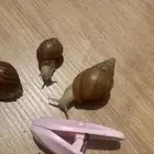 حلزون