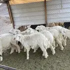 طليان حريات