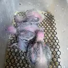 فروخ كروان(تم البيع)