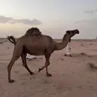 ناقه لقحه صفرا للبيع