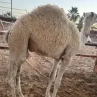 حاشي خمس شهور وعليه