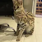 قط السيرفال