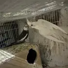 سلام عليكم جوز كروان