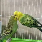 بادجي منتج