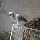 كاسكو تم البيع