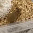 عندي أنثى هامستر   سوري ابغى ابدل ب ذكر هامستر