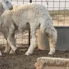 رخل حريه طيبه