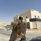 شبو. ط صقر اليف
