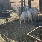 بهم هجين حري