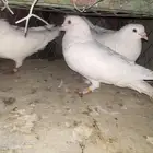 حمام فرنسي