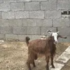 تيس