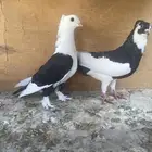 حمام زينة زوج